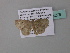  ( - BC ZSM Lep 34276)  @13 [ ] CreativeCommons - Attribution Non-Commercial Share-Alike (2010) Axel Hausmann/Bavarian State Collection of Zoology (ZSM) SNSB, Zoologische Staatssammlung Muenchen
