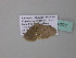  ( - BC ZSM Lep 34277)  @13 [ ] CreativeCommons - Attribution Non-Commercial Share-Alike (2010) Axel Hausmann/Bavarian State Collection of Zoology (ZSM) SNSB, Zoologische Staatssammlung Muenchen