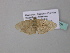  ( - BC ZSM Lep 34278)  @12 [ ] CreativeCommons - Attribution Non-Commercial Share-Alike (2010) Axel Hausmann/Bavarian State Collection of Zoology (ZSM) SNSB, Zoologische Staatssammlung Muenchen