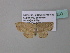  ( - BC ZSM Lep 34280)  @13 [ ] CreativeCommons - Attribution Non-Commercial Share-Alike (2010) Axel Hausmann/Bavarian State Collection of Zoology (ZSM) SNSB, Zoologische Staatssammlung Muenchen