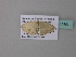  (Scopula AH11GhCa - BC ZSM Lep 34286)  @12 [ ] CreativeCommons - Attribution Non-Commercial Share-Alike (2010) Axel Hausmann/Bavarian State Collection of Zoology (ZSM) SNSB, Zoologische Staatssammlung Muenchen