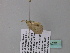  ( - BC ZSM Lep 34288)  @12 [ ] CreativeCommons - Attribution Non-Commercial Share-Alike (2010) Axel Hausmann/Bavarian State Collection of Zoology (ZSM) SNSB, Zoologische Staatssammlung Muenchen