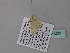  ( - BC ZSM Lep 34289)  @12 [ ] CreativeCommons - Attribution Non-Commercial Share-Alike (2010) Axel Hausmann/Bavarian State Collection of Zoology (ZSM) SNSB, Zoologische Staatssammlung Muenchen