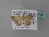 (Scopula AH13GhCa - BC ZSM Lep 34292)  @13 [ ] CreativeCommons - Attribution Non-Commercial Share-Alike (2010) Axel Hausmann/Bavarian State Collection of Zoology (ZSM) SNSB, Zoologische Staatssammlung Muenchen