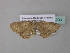  ( - BC ZSM Lep 34299)  @12 [ ] CreativeCommons - Attribution Non-Commercial Share-Alike (2010) Axel Hausmann/Bavarian State Collection of Zoology (ZSM) SNSB, Zoologische Staatssammlung Muenchen