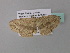  ( - BC ZSM Lep 34300)  @11 [ ] CreativeCommons - Attribution Non-Commercial Share-Alike (2010) Axel Hausmann/Bavarian State Collection of Zoology (ZSM) SNSB, Zoologische Staatssammlung Muenchen