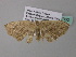  (Scopula AH20GhCa - BC ZSM Lep 34302)  @13 [ ] CreativeCommons - Attribution Non-Commercial Share-Alike (2010) Axel Hausmann/Bavarian State Collection of Zoology (ZSM) SNSB, Zoologische Staatssammlung Muenchen