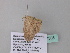  (Scopula AH22GhCa - BC ZSM Lep 34305)  @12 [ ] CreativeCommons - Attribution Non-Commercial Share-Alike (2010) Axel Hausmann/Bavarian State Collection of Zoology (ZSM) SNSB, Zoologische Staatssammlung Muenchen