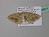  (Scopula AH25GhCa - BC ZSM Lep 34311)  @12 [ ] CreativeCommons - Attribution Non-Commercial Share-Alike (2010) Axel Hausmann/Bavarian State Collection of Zoology (ZSM) SNSB, Zoologische Staatssammlung Muenchen