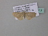  (Scopula AH26GhCa - BC ZSM Lep 34313)  @12 [ ] CreativeCommons - Attribution Non-Commercial Share-Alike (2010) Axel Hausmann/Bavarian State Collection of Zoology (ZSM) SNSB, Zoologische Staatssammlung Muenchen