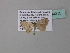  ( - BC ZSM Lep 34315)  @12 [ ] CreativeCommons - Attribution Non-Commercial Share-Alike (2010) Axel Hausmann/Bavarian State Collection of Zoology (ZSM) SNSB, Zoologische Staatssammlung Muenchen