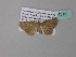  ( - BC ZSM Lep 34316)  @12 [ ] CreativeCommons - Attribution Non-Commercial Share-Alike (2010) Axel Hausmann/Bavarian State Collection of Zoology (ZSM) SNSB, Zoologische Staatssammlung Muenchen