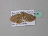  ( - BC ZSM Lep 34317)  @12 [ ] CreativeCommons - Attribution Non-Commercial Share-Alike (2010) Axel Hausmann/Bavarian State Collection of Zoology (ZSM) SNSB, Zoologische Staatssammlung Muenchen