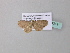  ( - BC ZSM Lep 34319)  @12 [ ] CreativeCommons - Attribution Non-Commercial Share-Alike (2010) Axel Hausmann/Bavarian State Collection of Zoology (ZSM) SNSB, Zoologische Staatssammlung Muenchen