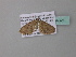  ( - BC ZSM Lep 34321)  @12 [ ] CreativeCommons - Attribution Non-Commercial Share-Alike (2010) Axel Hausmann/Bavarian State Collection of Zoology (ZSM) SNSB, Zoologische Staatssammlung Muenchen
