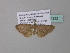  ( - BC ZSM Lep 34322)  @12 [ ] CreativeCommons - Attribution Non-Commercial Share-Alike (2010) Axel Hausmann/Bavarian State Collection of Zoology (ZSM) SNSB, Zoologische Staatssammlung Muenchen