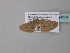  ( - BC ZSM Lep 34324)  @12 [ ] CreativeCommons - Attribution Non-Commercial Share-Alike (2010) Axel Hausmann/Bavarian State Collection of Zoology (ZSM) SNSB, Zoologische Staatssammlung Muenchen