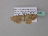  ( - BC ZSM Lep 34325)  @12 [ ] CreativeCommons - Attribution Non-Commercial Share-Alike (2010) Axel Hausmann/Bavarian State Collection of Zoology (ZSM) SNSB, Zoologische Staatssammlung Muenchen