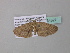  ( - BC ZSM Lep 34327)  @12 [ ] CreativeCommons - Attribution Non-Commercial Share-Alike (2010) Axel Hausmann/Bavarian State Collection of Zoology (ZSM) SNSB, Zoologische Staatssammlung Muenchen