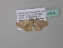  ( - BC ZSM Lep 34334)  @13 [ ] CreativeCommons - Attribution Non-Commercial Share-Alike (2010) Axel Hausmann/Bavarian State Collection of Zoology (ZSM) SNSB, Zoologische Staatssammlung Muenchen