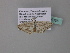  (Scopula AH29GhCa - BC ZSM Lep 34336)  @13 [ ] CreativeCommons - Attribution Non-Commercial Share-Alike (2010) Axel Hausmann/Bavarian State Collection of Zoology (ZSM) SNSB, Zoologische Staatssammlung Muenchen