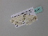  ( - BC ZSM Lep 34340)  @12 [ ] CreativeCommons - Attribution Non-Commercial Share-Alike (2010) Axel Hausmann/Bavarian State Collection of Zoology (ZSM) SNSB, Zoologische Staatssammlung Muenchen
