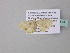  ( - BC ZSM Lep 34344)  @12 [ ] CreativeCommons - Attribution Non-Commercial Share-Alike (2010) Axel Hausmann/Bavarian State Collection of Zoology (ZSM) SNSB, Zoologische Staatssammlung Muenchen