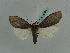  (Paraona staudingeri - BC ZSM Lep 35964)  @14 [ ] CreativeCommons - Attribution Non-Commercial Share-Alike (2010) Axel Hausmann/Bavarian State Collection of Zoology (ZSM) SNSB, Zoologische Staatssammlung Muenchen