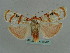  (Cyana subalba - BC ZSM Lep 35982)  @13 [ ] CreativeCommons - Attribution Non-Commercial Share-Alike (2010) Axel Hausmann/Bavarian State Collection of Zoology (ZSM) SNSB, Zoologische Staatssammlung Muenchen