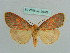  ( - BC ZSM Lep 36002)  @14 [ ] CreativeCommons - Attribution Non-Commercial Share-Alike (2010) Axel Hausmann/Bavarian State Collection of Zoology (ZSM) SNSB, Zoologische Staatssammlung Muenchen