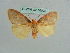  ( - BC ZSM Lep 36003)  @13 [ ] CreativeCommons - Attribution Non-Commercial Share-Alike (2010) Axel Hausmann/Bavarian State Collection of Zoology (ZSM) SNSB, Zoologische Staatssammlung Muenchen