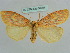  ( - BC ZSM Lep 36004)  @14 [ ] CreativeCommons - Attribution Non-Commercial Share-Alike (2010) Axel Hausmann/Bavarian State Collection of Zoology (ZSM) SNSB, Zoologische Staatssammlung Muenchen