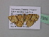  ( - BC ZSM Lep 37205)  @12 [ ] CreativeCommons - Attribution Non-Commercial Share-Alike (2010) Axel Hausmann/Bavarian State Collection of Zoology (ZSM) SNSB, Zoologische Staatssammlung Muenchen