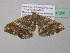  ( - BC ZSM Lep 37290)  @13 [ ] CreativeCommons - Attribution Non-Commercial Share-Alike (2010) Axel Hausmann/Bavarian State Collection of Zoology (ZSM) SNSB, Zoologische Staatssammlung Muenchen