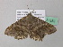  ( - BC ZSM Lep 37332)  @13 [ ] CreativeCommons - Attribution Non-Commercial Share-Alike (2010) Axel Hausmann/Bavarian State Collection of Zoology (ZSM) SNSB, Zoologische Staatssammlung Muenchen