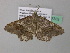  ( - BC ZSM Lep 37333)  @13 [ ] CreativeCommons - Attribution Non-Commercial Share-Alike (2010) Axel Hausmann/Bavarian State Collection of Zoology (ZSM) SNSB, Zoologische Staatssammlung Muenchen