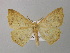  ( - BC ZSM Lep 37372)  @12 [ ] CreativeCommons - Attribution Non-Commercial Share-Alike (2010) Axel Hausmann/Bavarian State Collection of Zoology (ZSM) SNSB, Zoologische Staatssammlung Muenchen