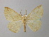  ( - BC ZSM Lep 37377)  @12 [ ] CreativeCommons - Attribution Non-Commercial Share-Alike (2010) Axel Hausmann/Bavarian State Collection of Zoology (ZSM) SNSB, Zoologische Staatssammlung Muenchen
