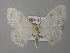  (Problepsis AH01Ke - BC ZSM Lep 37383)  @12 [ ] CreativeCommons - Attribution Non-Commercial Share-Alike (2010) Axel Hausmann/Bavarian State Collection of Zoology (ZSM) SNSB, Zoologische Staatssammlung Muenchen