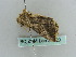  ( - BC ZSM Lep 39020)  @13 [ ] CreativeCommons - Attribution Non-Commercial Share-Alike (2010) Axel Hausmann/Bavarian State Collection of Zoology (ZSM) SNSB, Zoologische Staatssammlung Muenchen