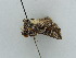  ( - BC ZSM Lep 39022)  @12 [ ] CreativeCommons - Attribution Non-Commercial Share-Alike (2010) Axel Hausmann/Bavarian State Collection of Zoology (ZSM) SNSB, Zoologische Staatssammlung Muenchen