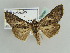  ( - BC ZSM Lep 39025)  @14 [ ] CreativeCommons - Attribution Non-Commercial Share-Alike (2010) Axel Hausmann/Bavarian State Collection of Zoology (ZSM) SNSB, Zoologische Staatssammlung Muenchen
