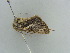  ( - BC ZSM Lep 39026)  @12 [ ] CreativeCommons - Attribution Non-Commercial Share-Alike (2010) Axel Hausmann/Bavarian State Collection of Zoology (ZSM) SNSB, Zoologische Staatssammlung Muenchen