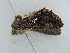  ( - BC ZSM Lep 39030)  @13 [ ] CreativeCommons - Attribution Non-Commercial Share-Alike (2010) Axel Hausmann/Bavarian State Collection of Zoology (ZSM) SNSB, Zoologische Staatssammlung Muenchen
