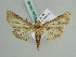  (Marathyssa cuneata - BC ZSM Lep 39046)  @14 [ ] CreativeCommons - Attribution Non-Commercial Share-Alike (2010) Axel Hausmann/Bavarian State Collection of Zoology (ZSM) SNSB, Zoologische Staatssammlung Muenchen