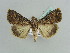  ( - BC ZSM Lep 39049)  @13 [ ] CreativeCommons - Attribution Non-Commercial Share-Alike (2010) Axel Hausmann/Bavarian State Collection of Zoology (ZSM) SNSB, Zoologische Staatssammlung Muenchen