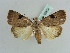  (Hoenyia - BC ZSM Lep 39054)  @14 [ ] CreativeCommons - Attribution Non-Commercial Share-Alike (2010) Axel Hausmann/Bavarian State Collection of Zoology (ZSM) SNSB, Zoologische Staatssammlung Muenchen