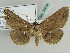  (Maxera marchalii - BC ZSM Lep 39063)  @14 [ ] CreativeCommons - Attribution Non-Commercial Share-Alike (2010) Axel Hausmann/Bavarian State Collection of Zoology (ZSM) SNSB, Zoologische Staatssammlung Muenchen