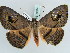  ( - BC ZSM Lep 39076)  @14 [ ] CreativeCommons - Attribution Non-Commercial Share-Alike (2010) Axel Hausmann/Bavarian State Collection of Zoology (ZSM) SNSB, Zoologische Staatssammlung Muenchen