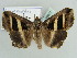  ( - BC ZSM Lep 39077)  @14 [ ] CreativeCommons - Attribution Non-Commercial Share-Alike (2010) Axel Hausmann/Bavarian State Collection of Zoology (ZSM) SNSB, Zoologische Staatssammlung Muenchen